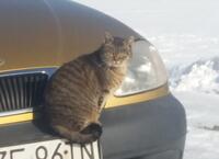 Pięć fakt&oacute;w o kotach, kt&oacute;re mogą cię zaskoczyć