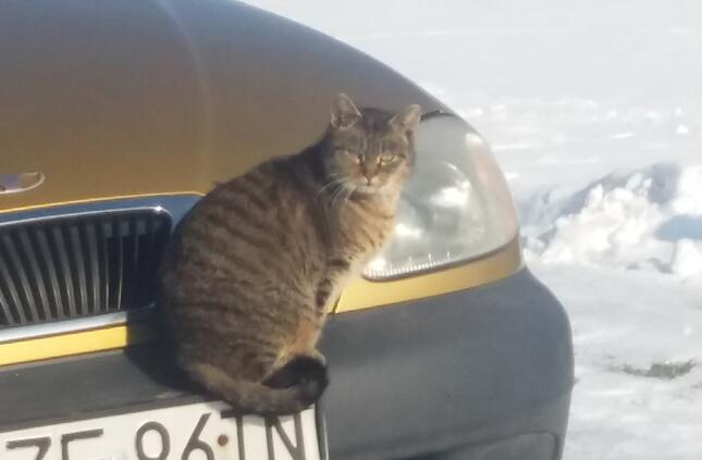 Pięć faktów o kotach, które mogą cię zaskoczyć